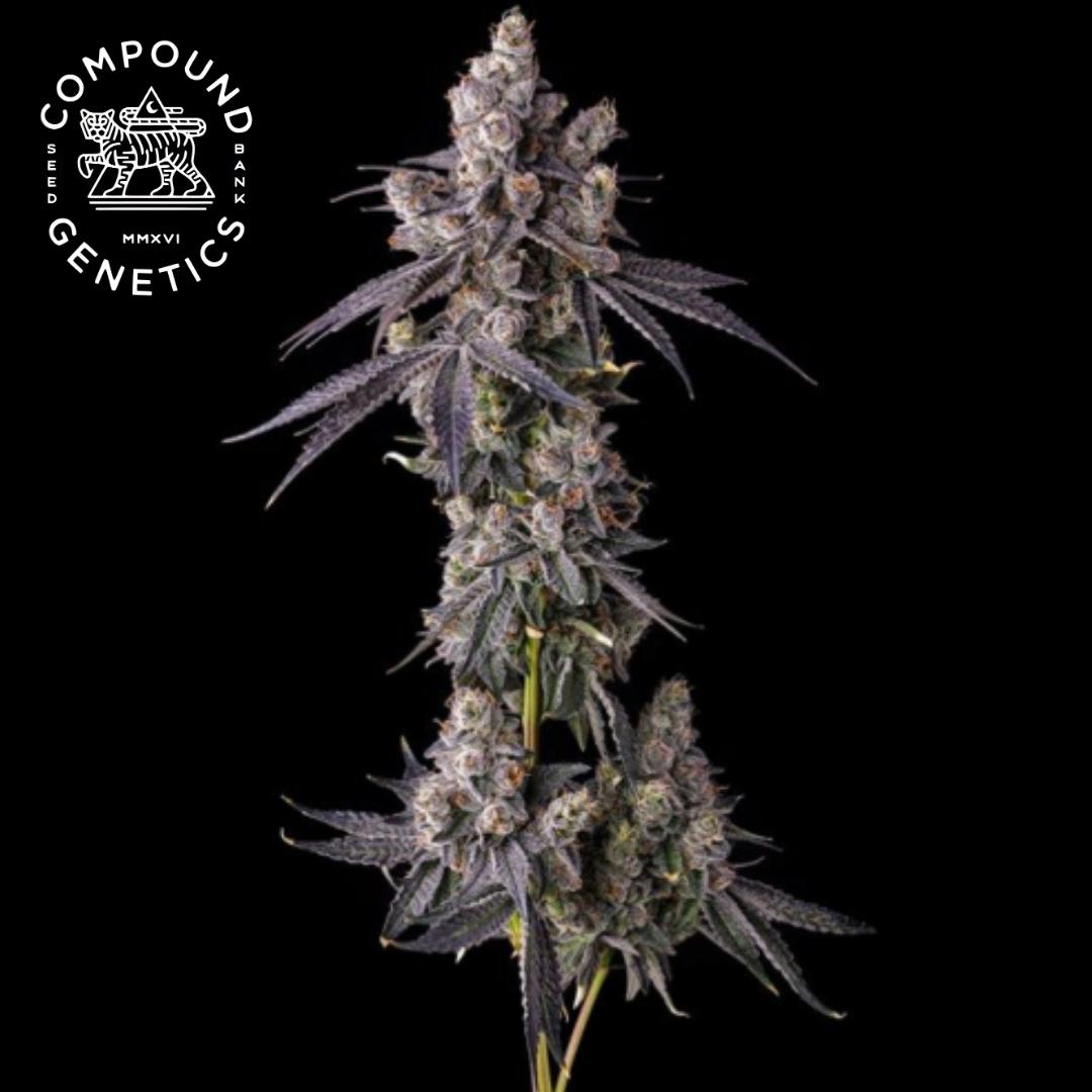 Mora Azul Cannabisblüte mit dichten, harzigen Buds und dunklen Blättern