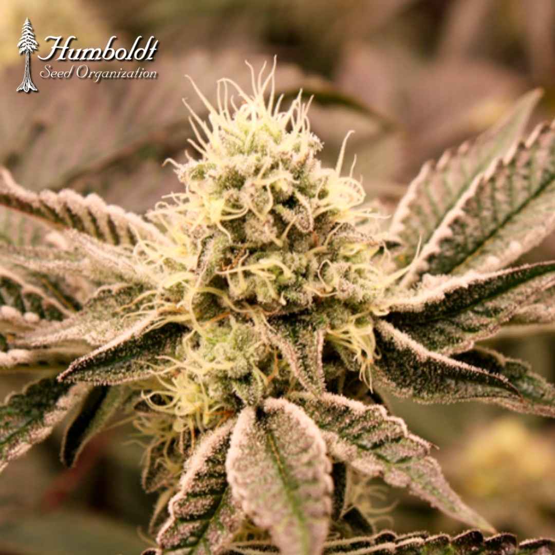 Mouth Wash Cannabisblüte mit hellen Pistillen und harzigen, violettgrünen Zuckerblättern