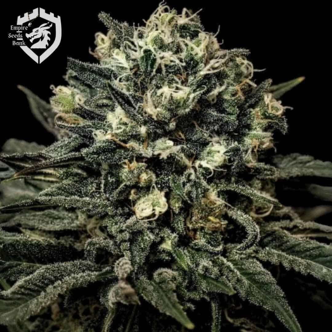 Muddy Waters Cannabisblüte mit dichten Trichomen, dunklen Blättern und hellen Blütenfäden