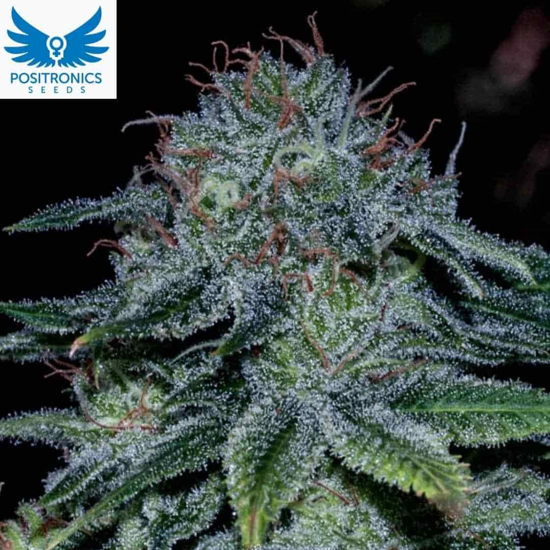 Mystic Cookie Cannabisblüte mit dichten harzigen Buds und orangefarbenen Pistillen in der Blütephase
