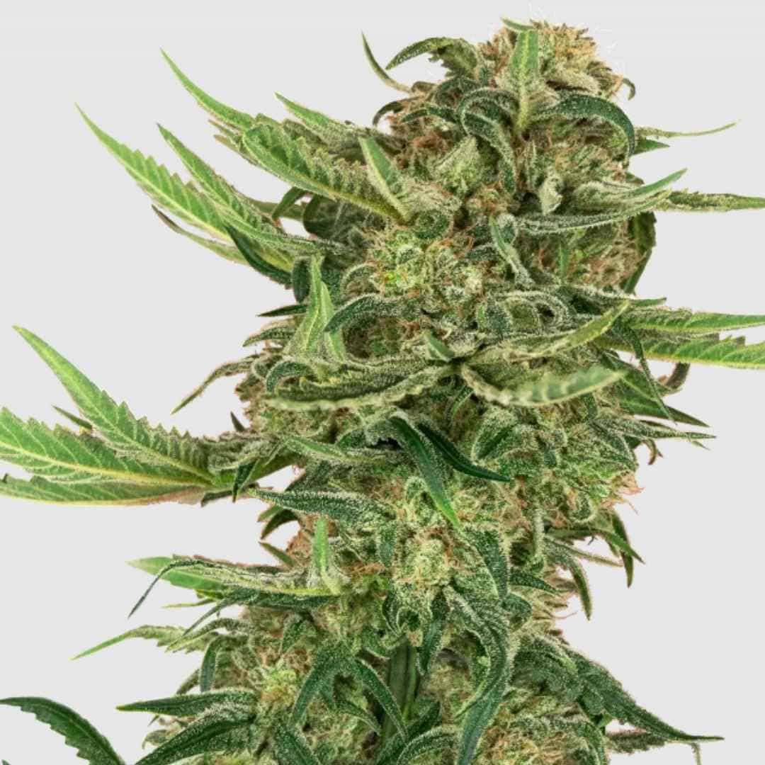 Reife N13 Kush Cannabispflanze mit dichten harzigen Knospen und schmalen grünen Blättern