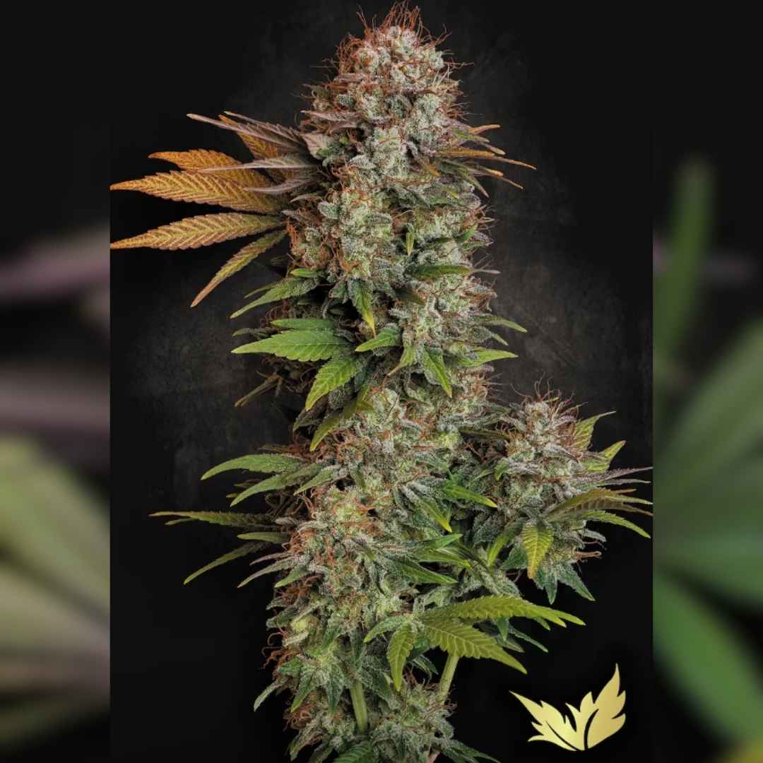 Dichte Nebula Blüte mit harzigen Trichomen, orangefarbenen Blütenhaaren und kräftig grünen Blättern.