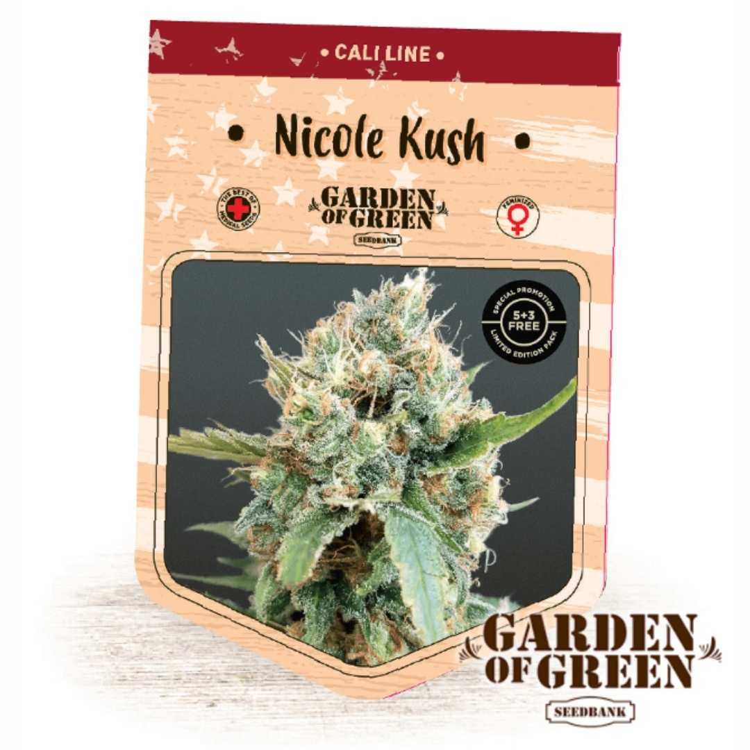 Kompakte Nicole Kush Blüte mit dichten Harztrichomen und orangefarbenen Blütenhaaren von Garden of Green