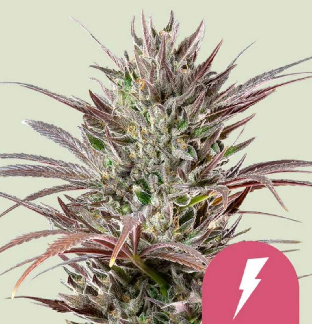 Dicht mit Kristallen überzogene North Thunderfuck Cannabisblüte mit rötlich-grünen Fäden und harzigen Trichomen.