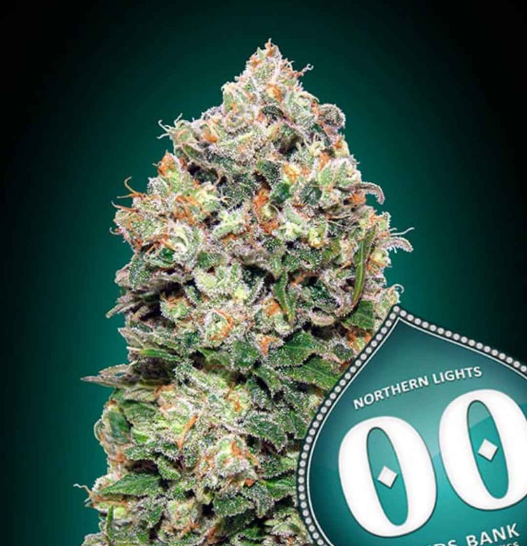 Nahaufnahme einer harzigen Northern Lights Blüte mit dichten, frostigen Trichomen und orangefarbenen Blütenhaaren.