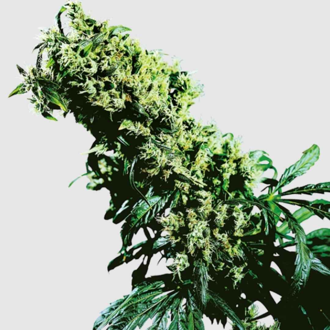 Northern Lights #5 x Haze Blütenstand mit dichten, harzreichen Knospen und dunkelgrünen Zuckerblättern