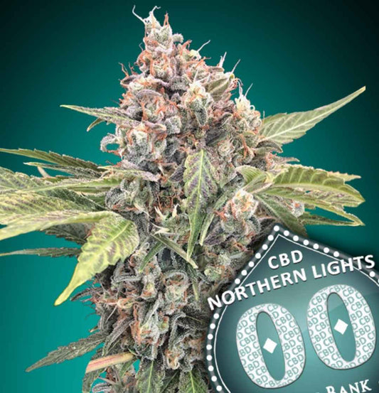 Northern Lights CBD Blütenstand mit dichten, frostigen Trichomen, orangefarbenen Stigmen und 00 Seeds Logo im Vordergrund