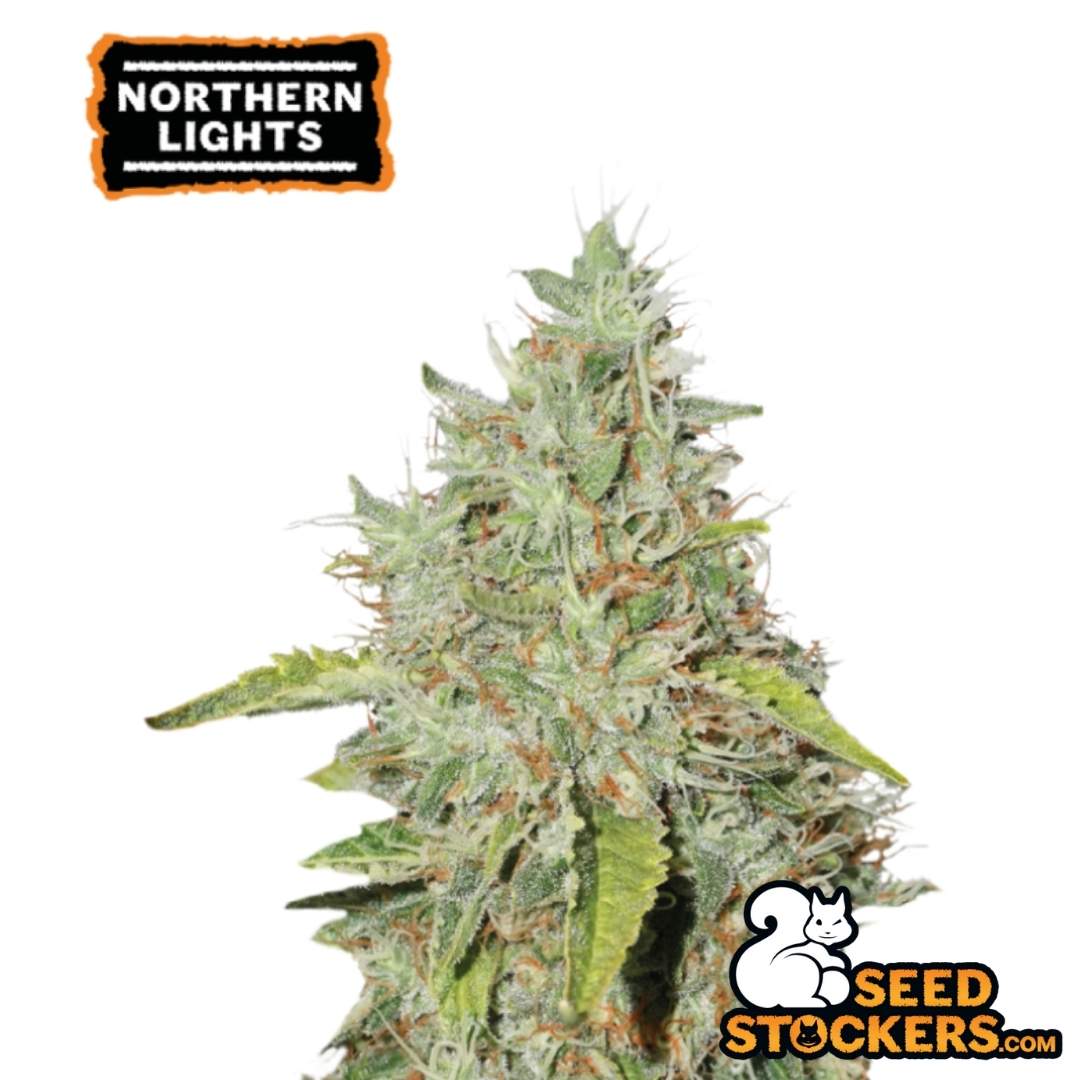 Northern Lights Cannabispflanze mit dichten, harzigen Blüten und orangefarbenen Stempeln in fortgeschrittener Blüte