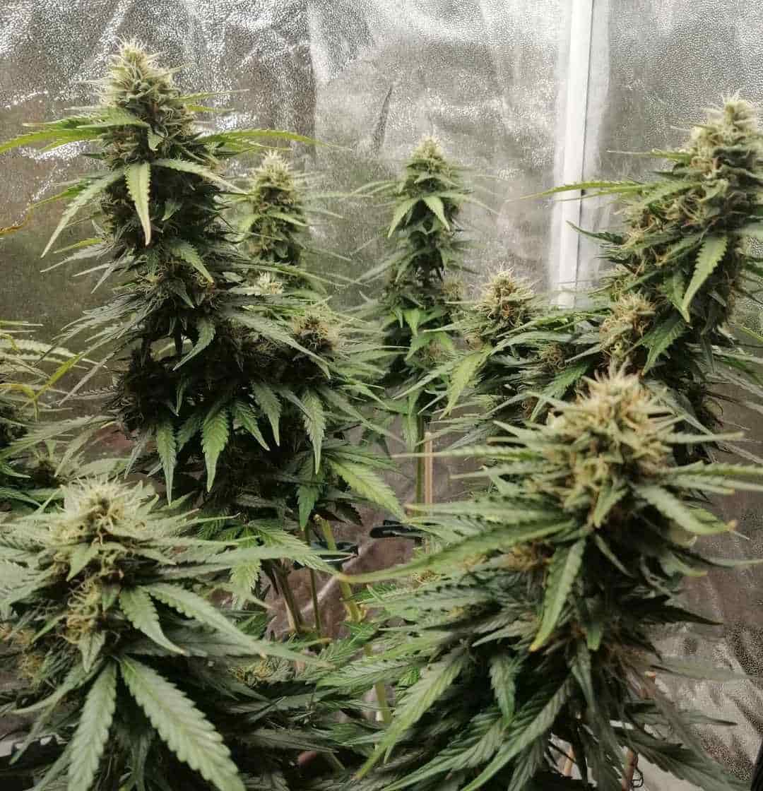 Northern Lights Pflanzen im Growzelt mit mehreren Harzknospen an zentralen Buds