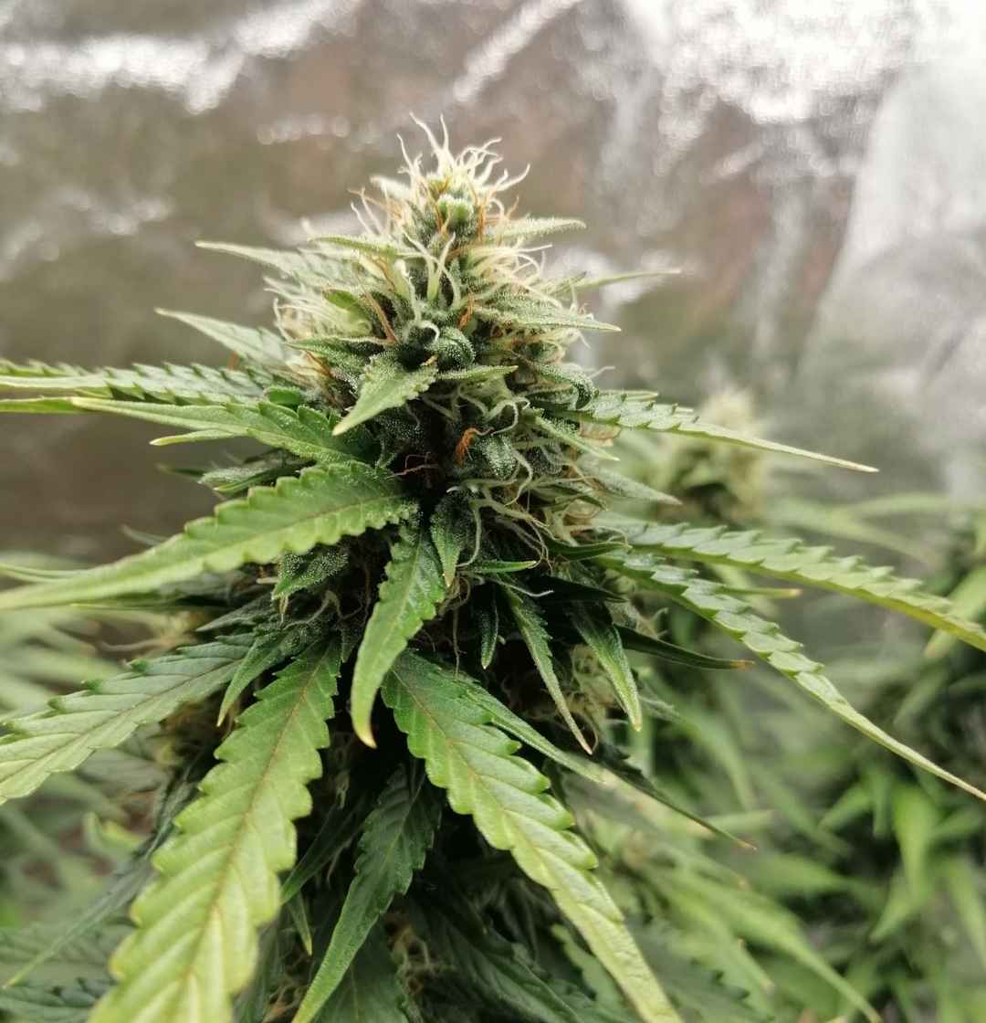 Nahaufnahme einer Northern Lights Blüte mit sichtbaren Trichomen und spitzen Zuckerblättern