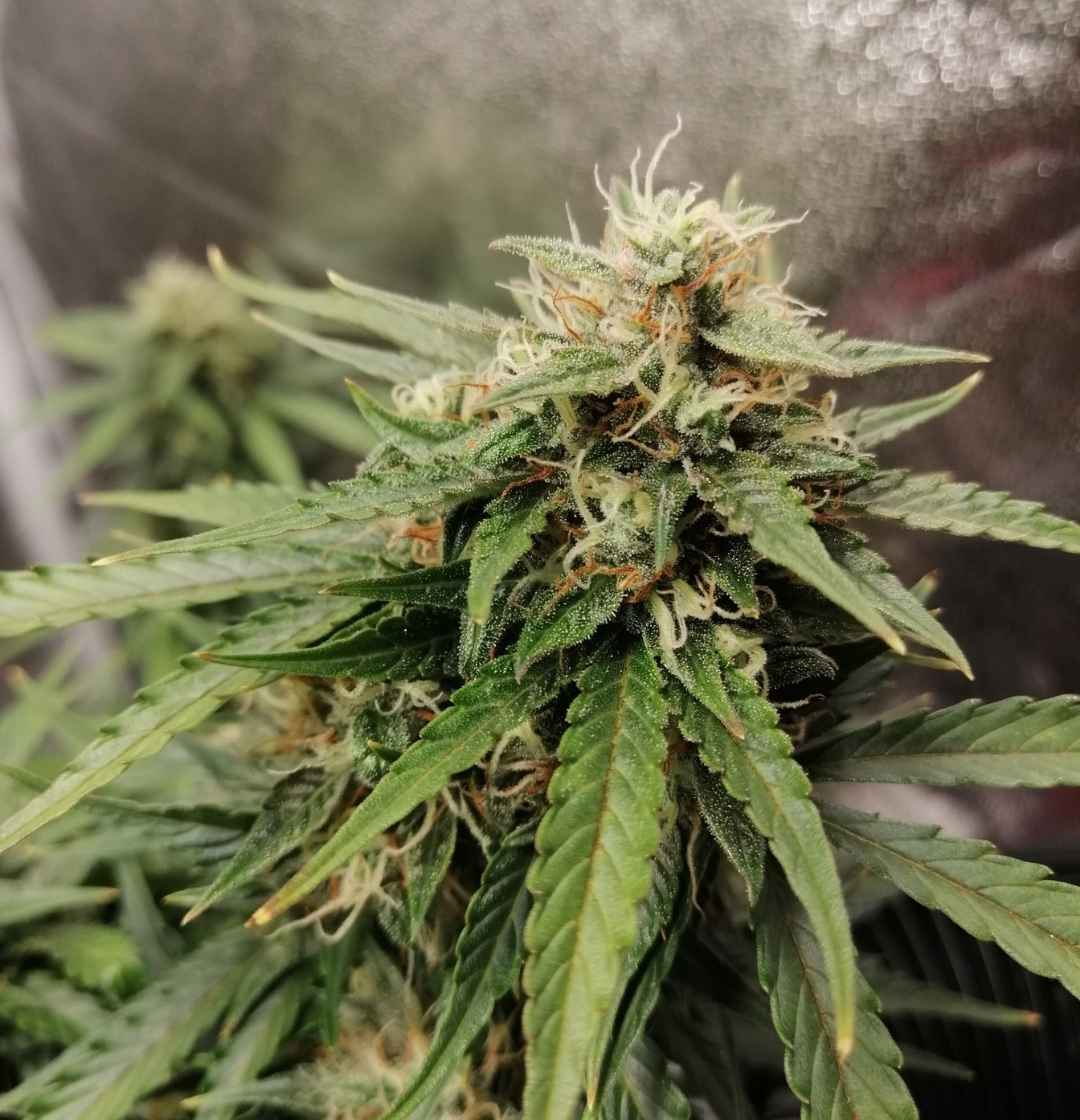 Northern Lights Pflanze in der Blütephase mit orangen Stigmen und leicht glänzenden Buds