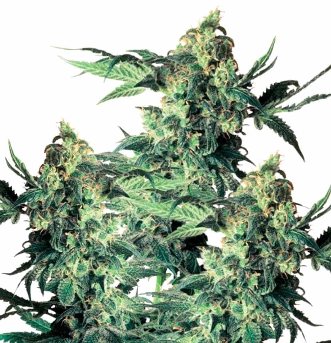 Dichte Northern Lights Blüten mit harzüberzogenen Buds und dunkelgrünen Blättern im Fokus