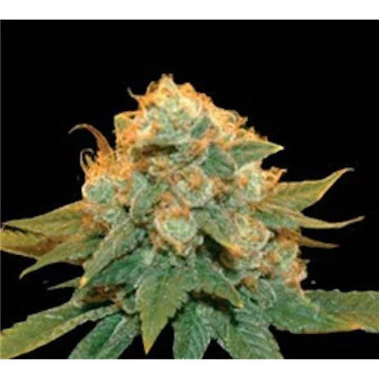 Die Pflanze zeigt eine dichte Blüte mit orangefarbenen Trichomen und kräftigen grünen Blättern, typisch für Northern Lights X.