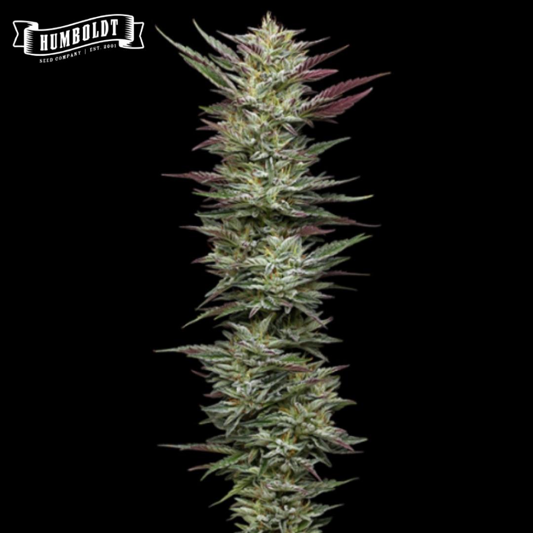 Dichte Notorious THC Cannabisblüte mit harzigen Kelchen und violett-grünen Zuckerblättern
