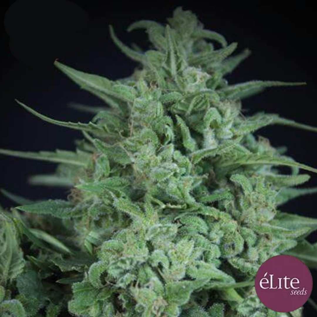 Novarine THCV Cannabisblüte mit dichten grünen Buds, feinen Harzkristallen und schmalen Blättern