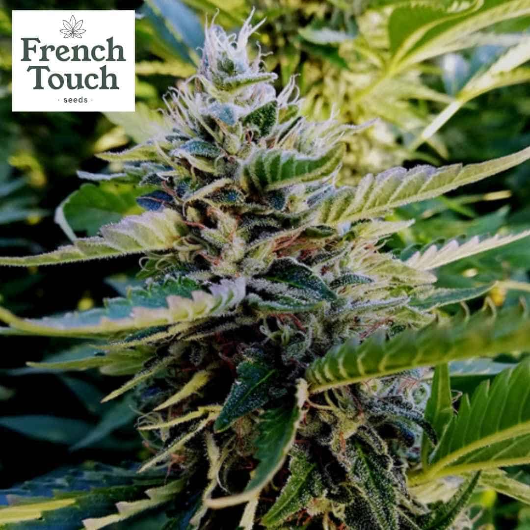 Nuttea Haze Cannabispflanze mit dichten, harzreichen Buds und klar strukturierten, grünen Blättern
