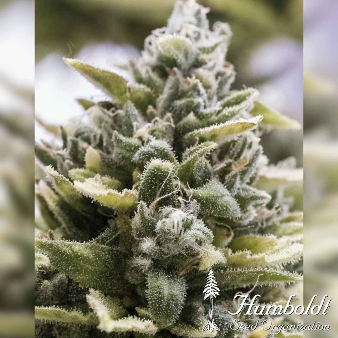 Nahaufnahme einer OG Kush Auto Blüte mit dichten Harztrichomen und kräftig grünen Blättern.