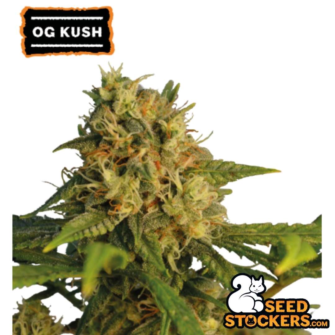 OG Kush Cannabispflanze mit dichter, harziger Blüte und orangefarbenen Stempeln, typische Kush-Struktur