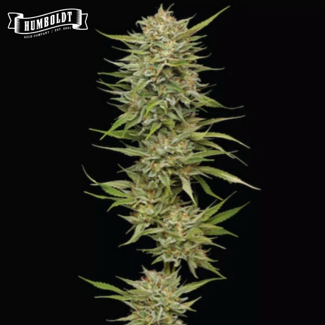 OG Kush Cannabisblüte mit dichten Knospen, Harzbesatz und schmalen grünen Blättern