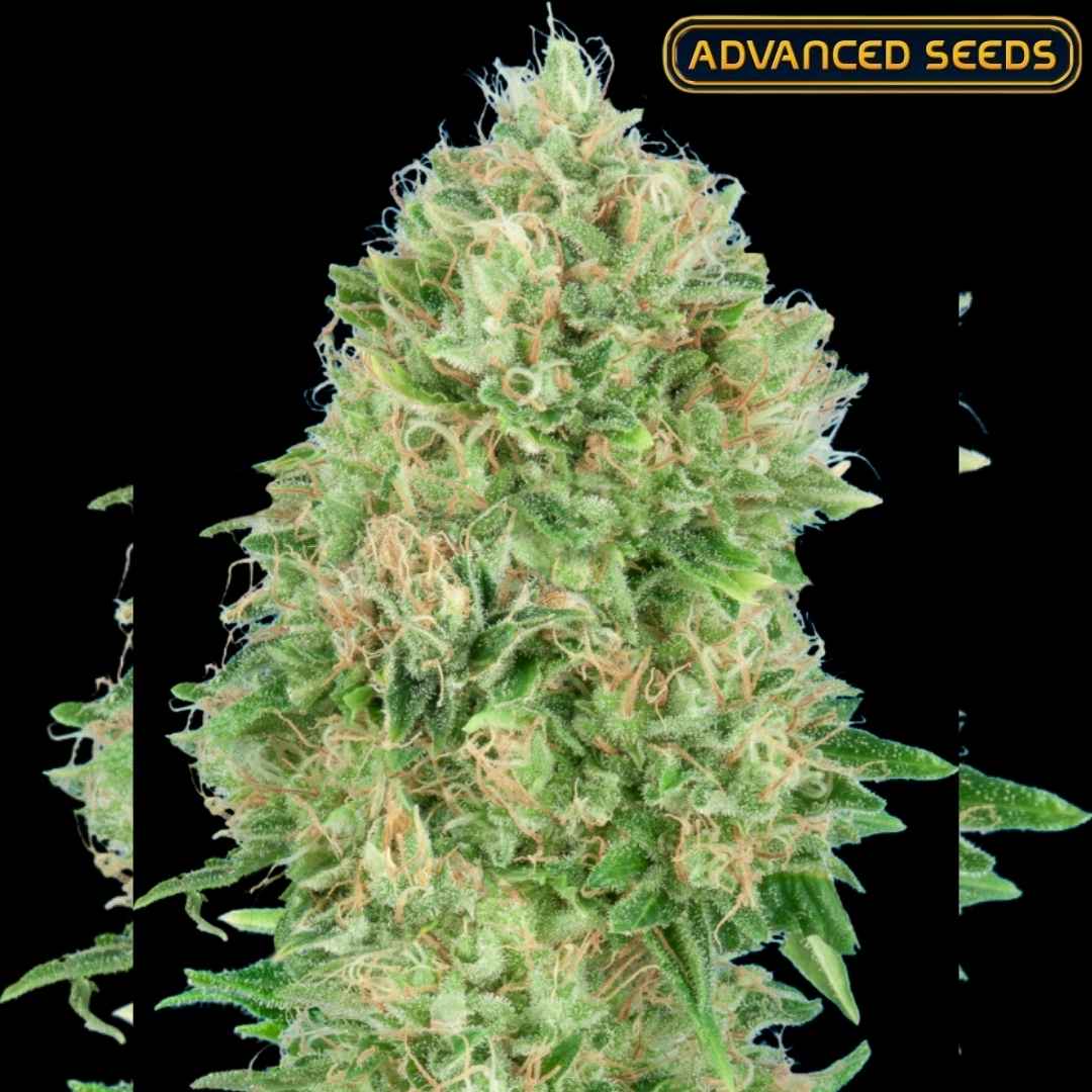 Dichtes OG Kush SFV Bud mit hellgrünen Blättern, orangefarbenen Härchen und dicker Harzschicht.