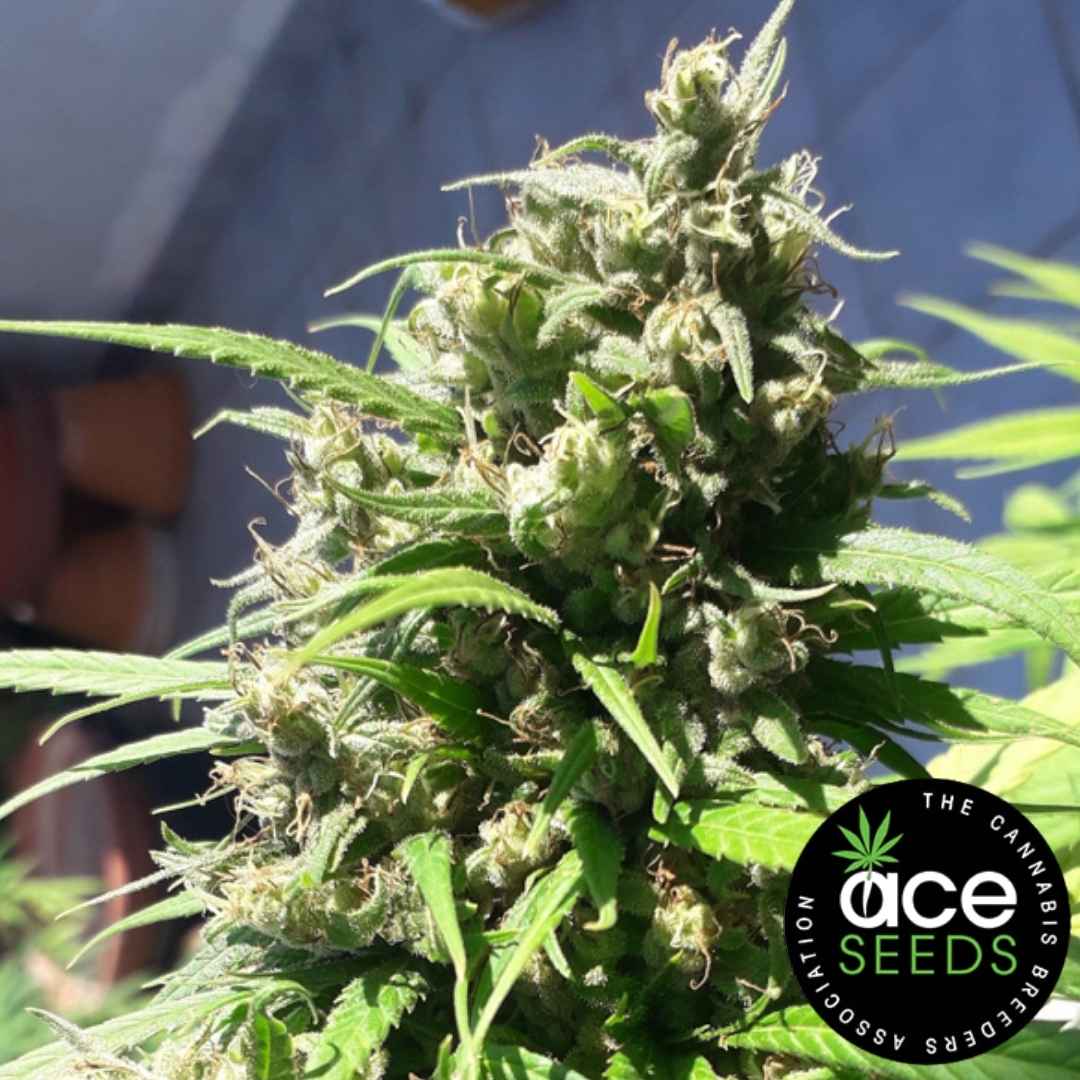 Oaxaca A5 Haze Blüte mit harzigen Trichomen und dichten Sativa-Strukturen