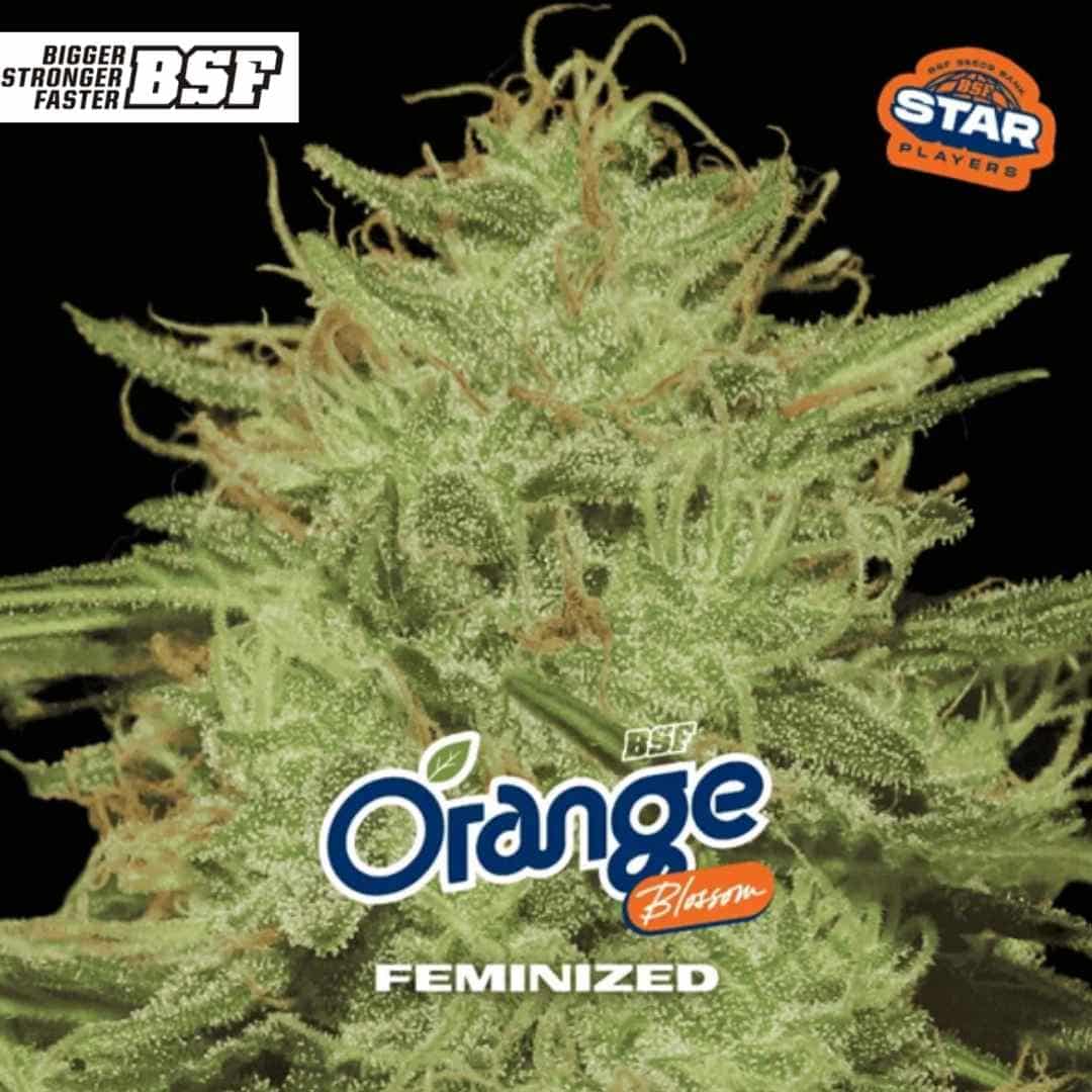 Orange Blossom (BSF Seeds) Feminisiert