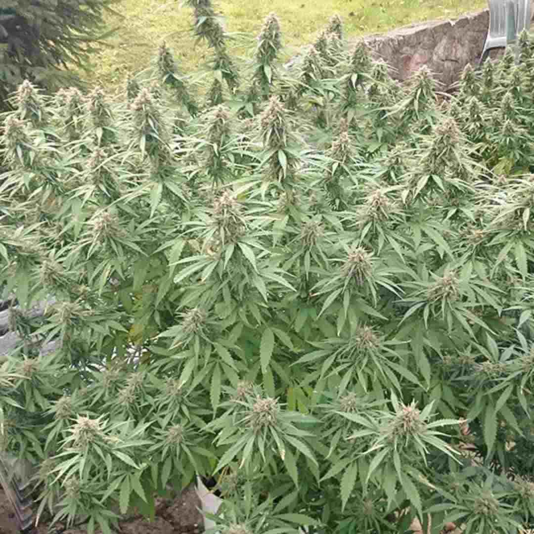 Buschige Orange Bud Outdoor-Pflanze in voller Blüte mit vielen Seitenzweigen.