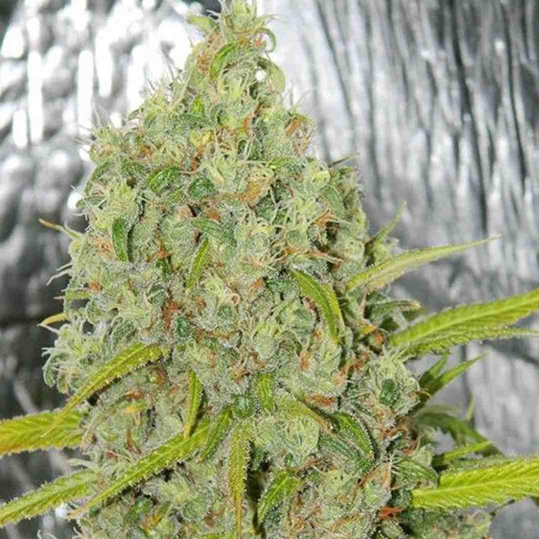 Reife Orange Bud Pflanze im Indoor-Grow mit kompakten, harzigen Buds.