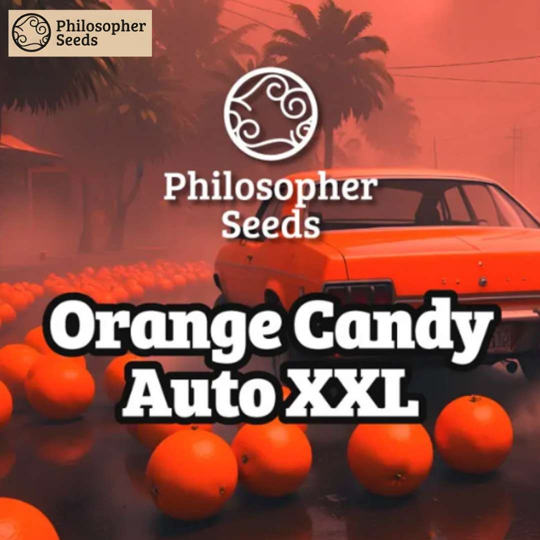 Orange Candy Auto XXL Branding mit Auto zwischen Orangen und auffälligem Schriftzug