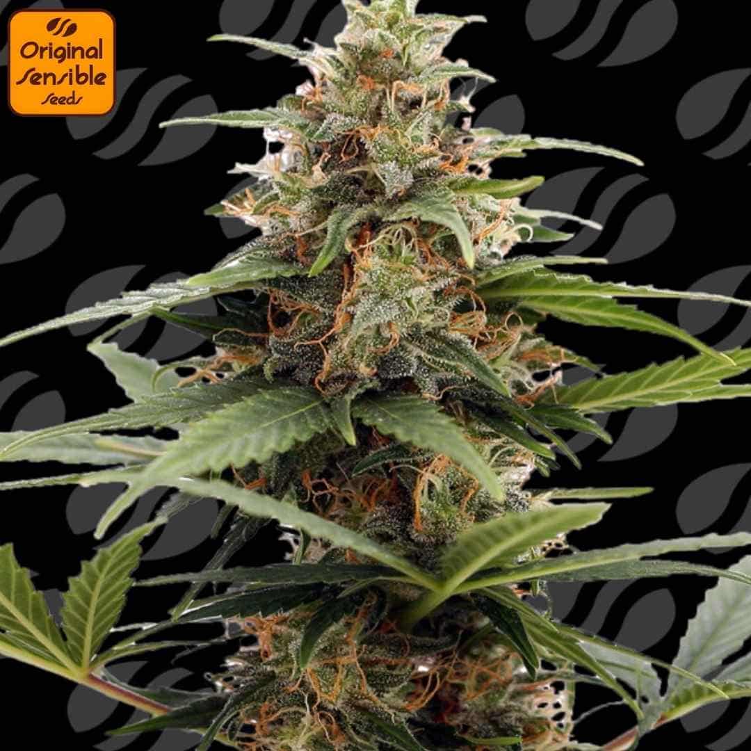 Orange Ooze Cannabispflanze mit dichten, harzigen Blüten und auffälligen orangefarbenen Blütenfäden