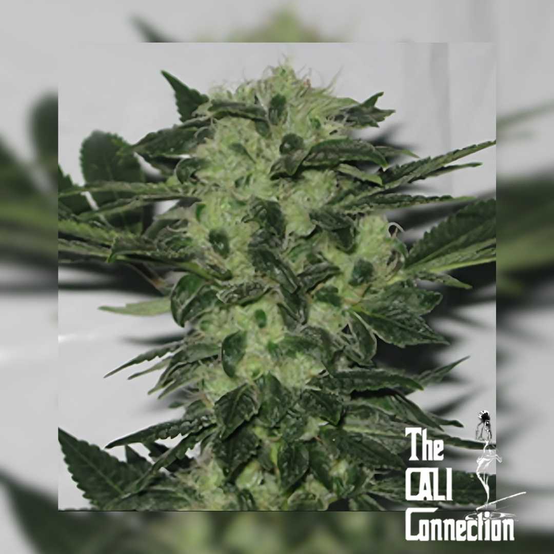 Dichte Original Sour Diesel Blüte mit harzüberzogenen Buds und dunkelgrünen Zuckerblättern