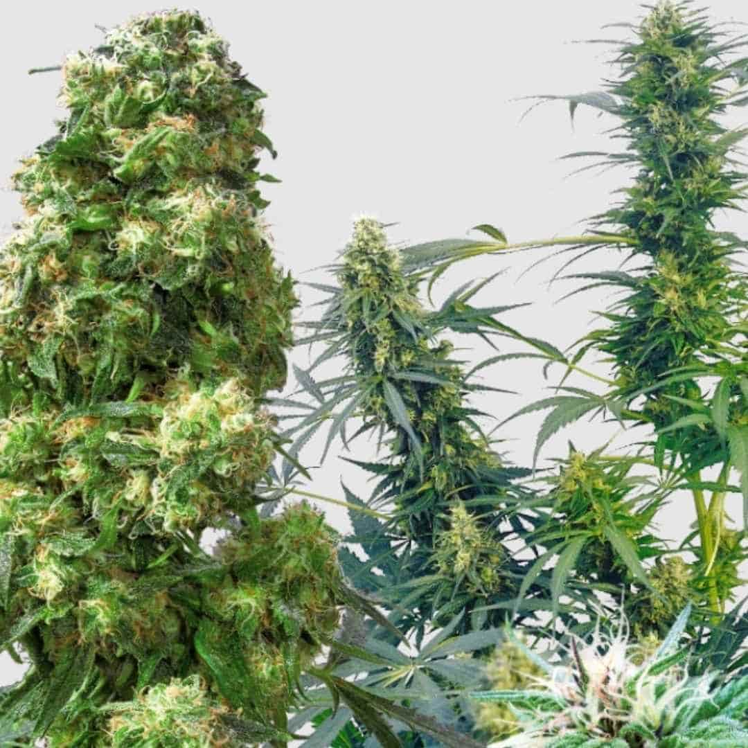 Outdoor Mix (Sensi Seeds) Regular