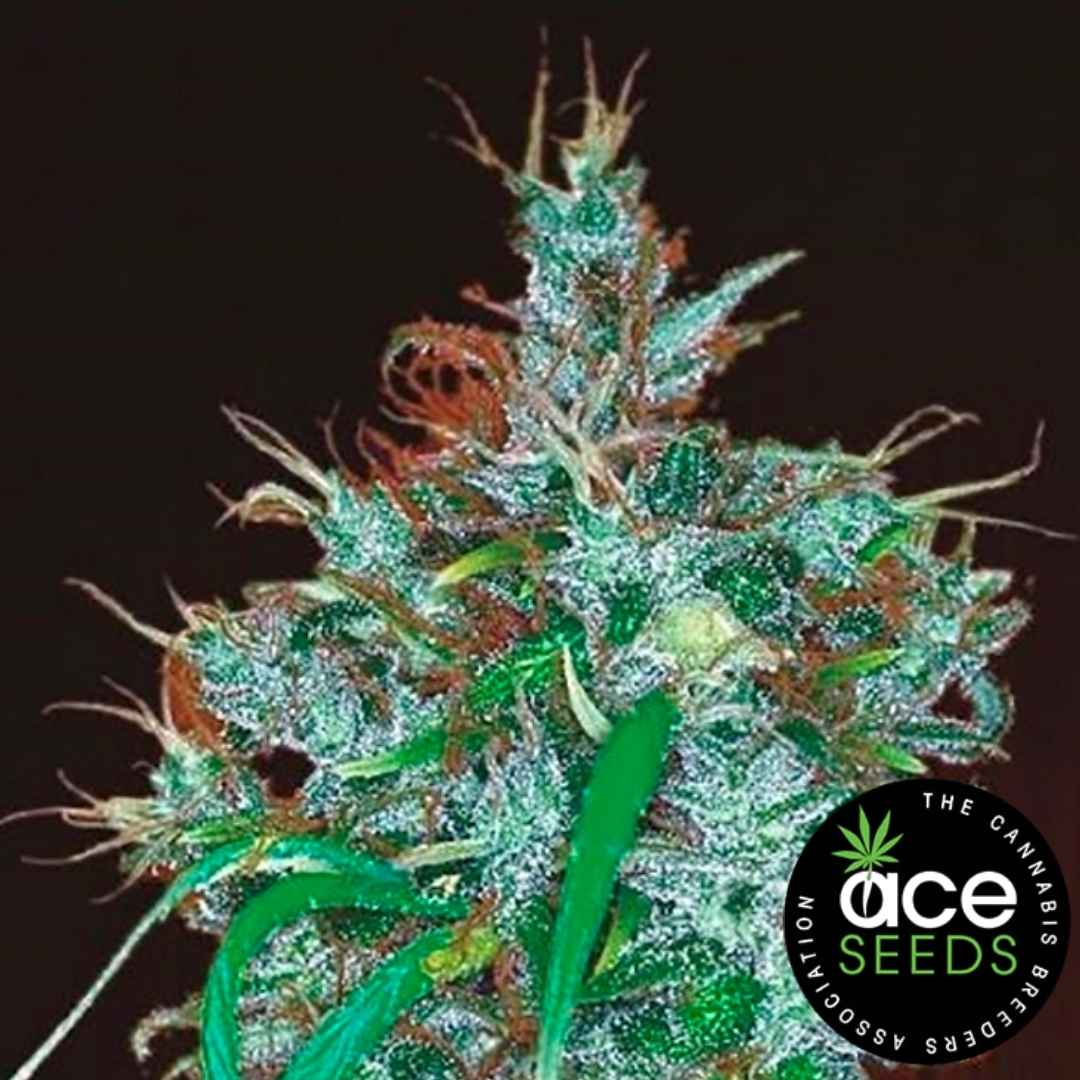 Panama Haze Blüte mit vielen Harztrichomen und orangefarbenen Blütenhaaren