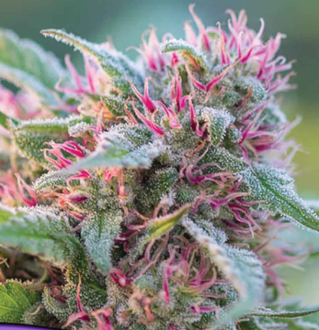 Panama Red Blüte mit dichten Harztrichomen und leuchtend roten Griffhaaren unter Blattschuppen