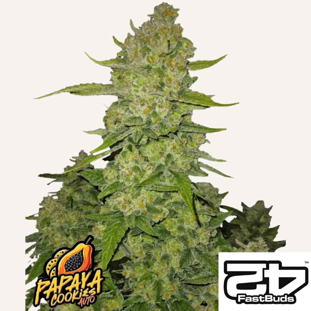 Papaya Cookies Auto mit dichten, harzreichen Buds und leuchtend grünen Blättern von Fast Buds.