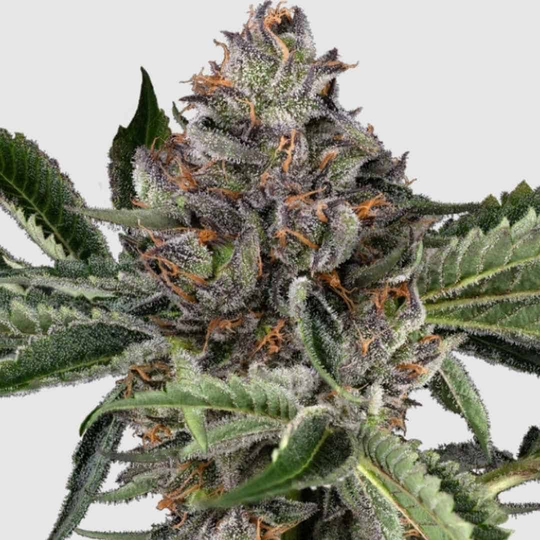 Papaya Jealousy Blüte mit violetten Kristalltrichomen und orangefarbenen Stigmen