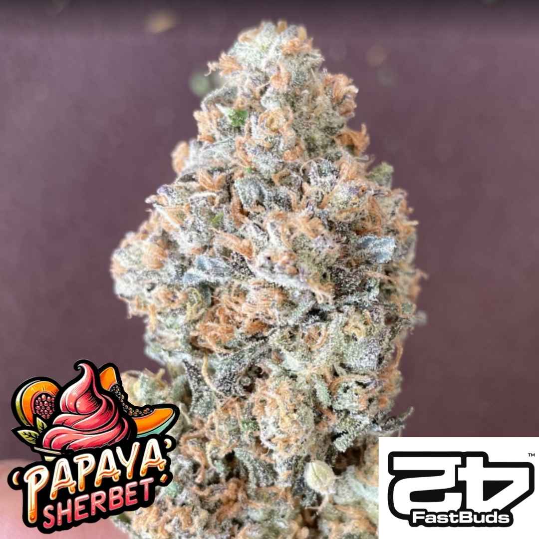 Papaya Sherbet Bud mit orangefarbenen Härchen, dichter Harzschicht und kristallinen Trichomen von Fast Buds.