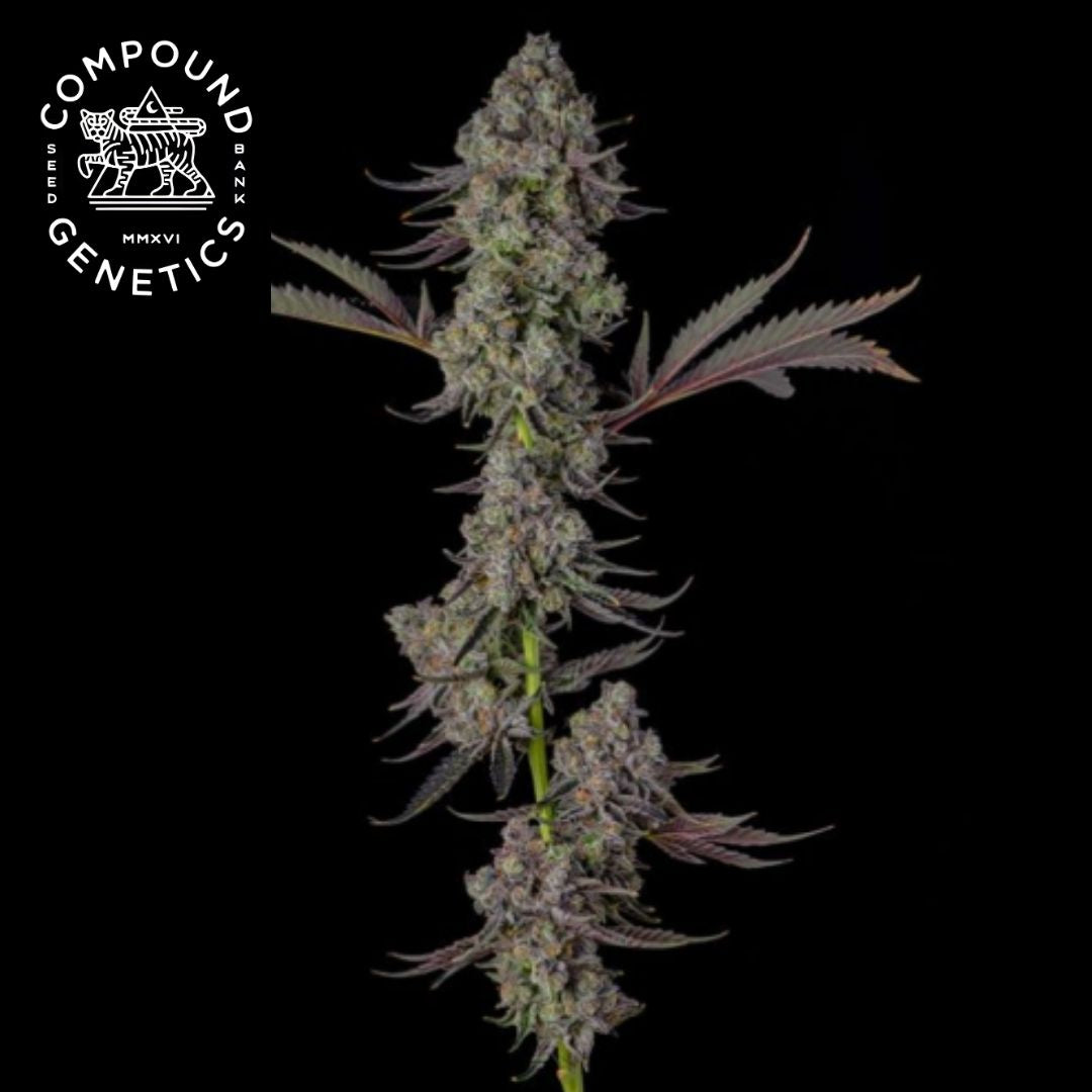 Philbo Baggins Cannabisblüte mit dichten, frostigen Buds und violett-grünen Zuckerblättern