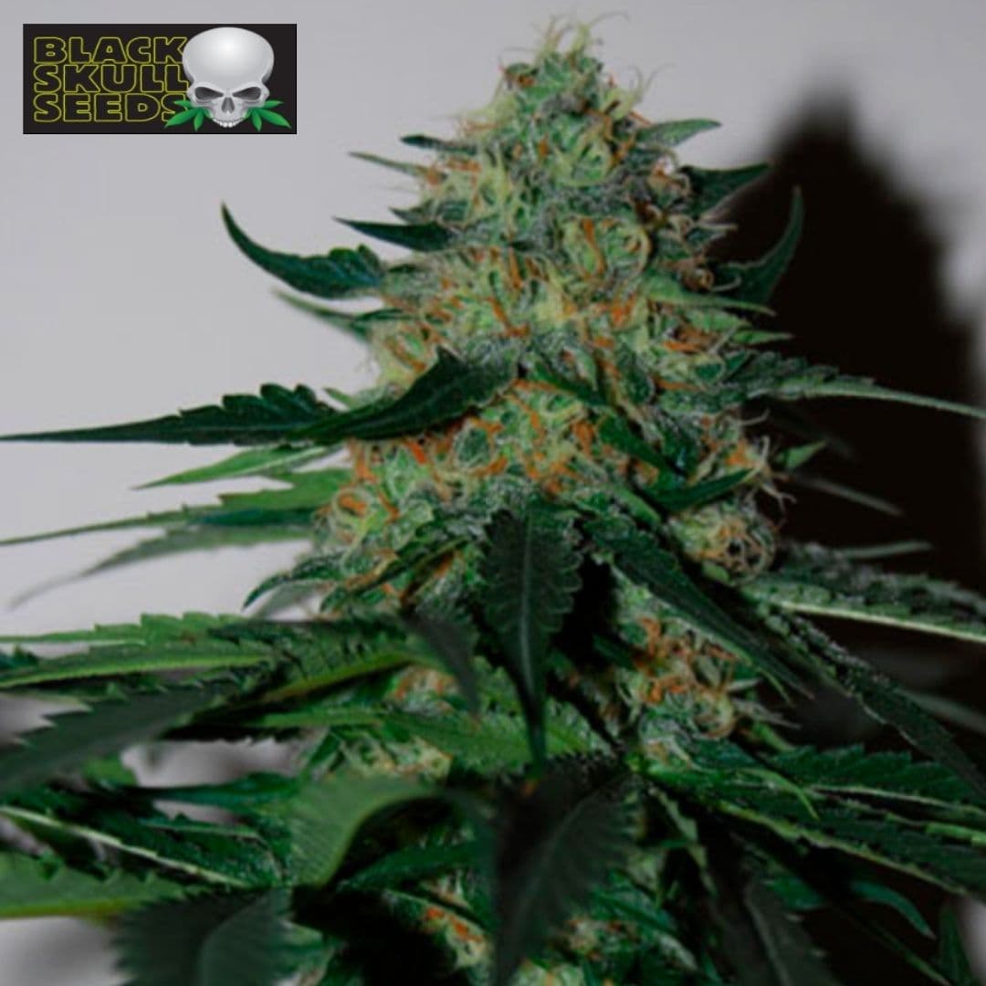 Pineapple Gum Cannabisblüte mit dichten Trichomen, grünen Zuckerblättern und orangefarbenen Blütenhaaren