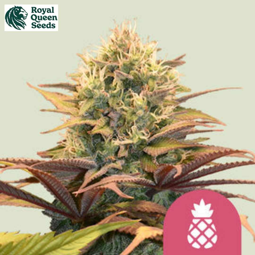 Critical Kush Blüte mit harzigen Knospen, grünen Zuckerblättern und hellen Blütenfäden