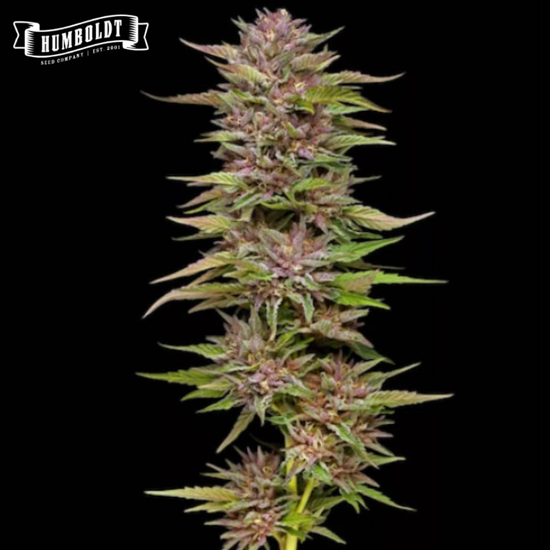 Pineapple Muffin Cannabisblüte mit kompakten Buds, grünen Blättern und violetten Akzenten