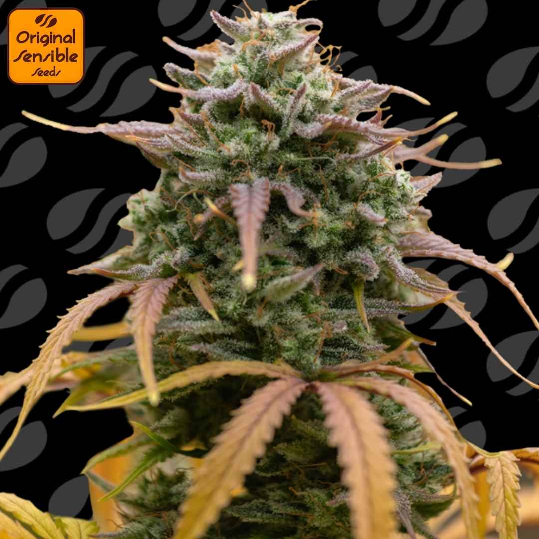 Auto Pineapple Pulse mit dichter Hauptblüte, stark harziger Struktur, orangefarbenen Blütenfäden und leicht violetten Zuckerblättern