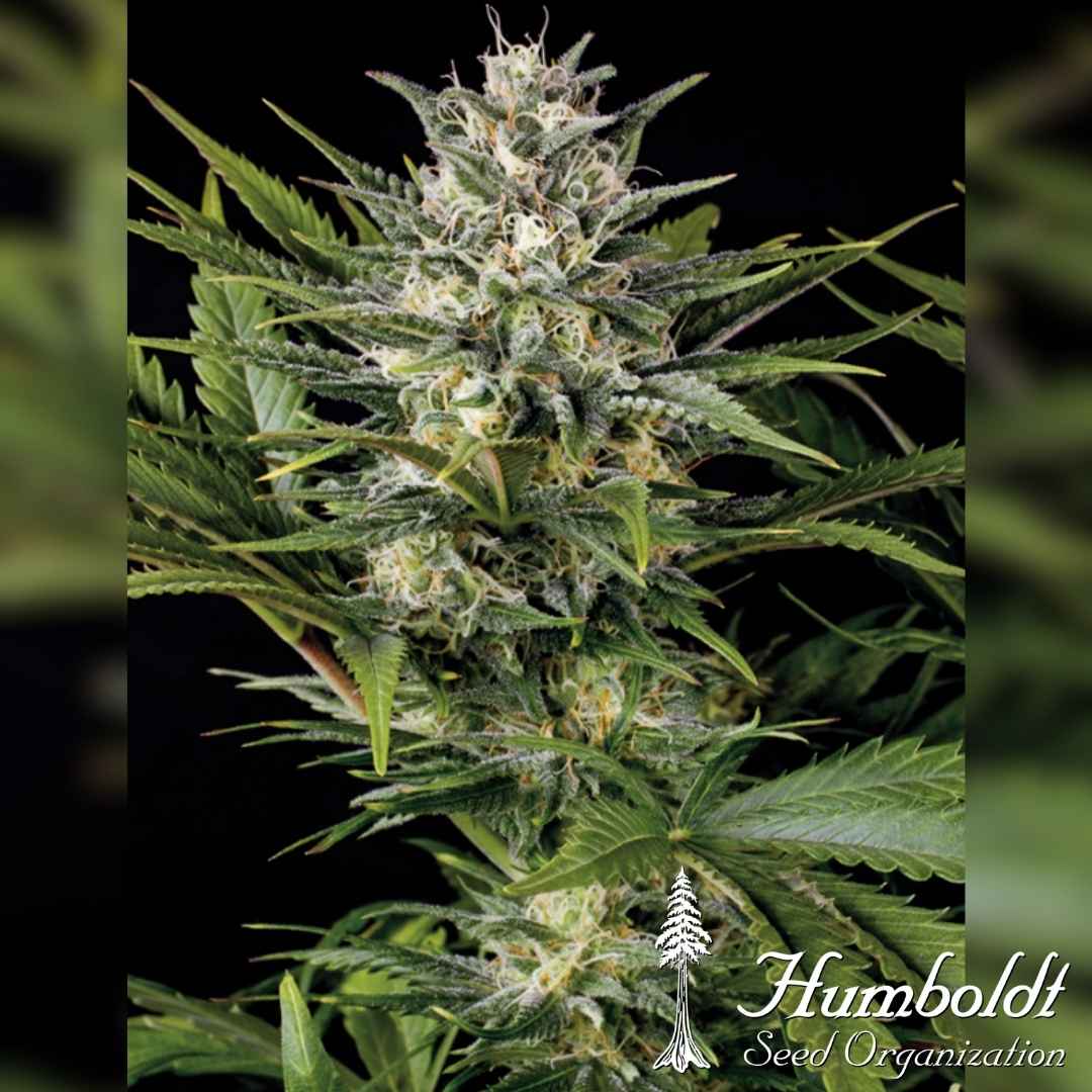 Pineapple Skunk Blüte mit dichten Buds, reichlich Trichomen und orangefarbenen Blütenhaaren