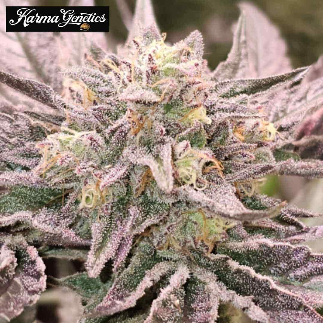 Pink Bacio Cannabisblüte mit dichten Trichomen und violetten Zuckerblättern