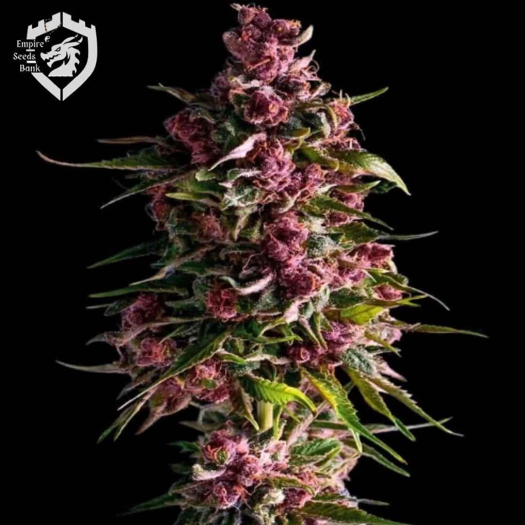 Pink Empire Cannabisblüte mit violetten Buds, Harzbesatz und schmalen grünen Blättern