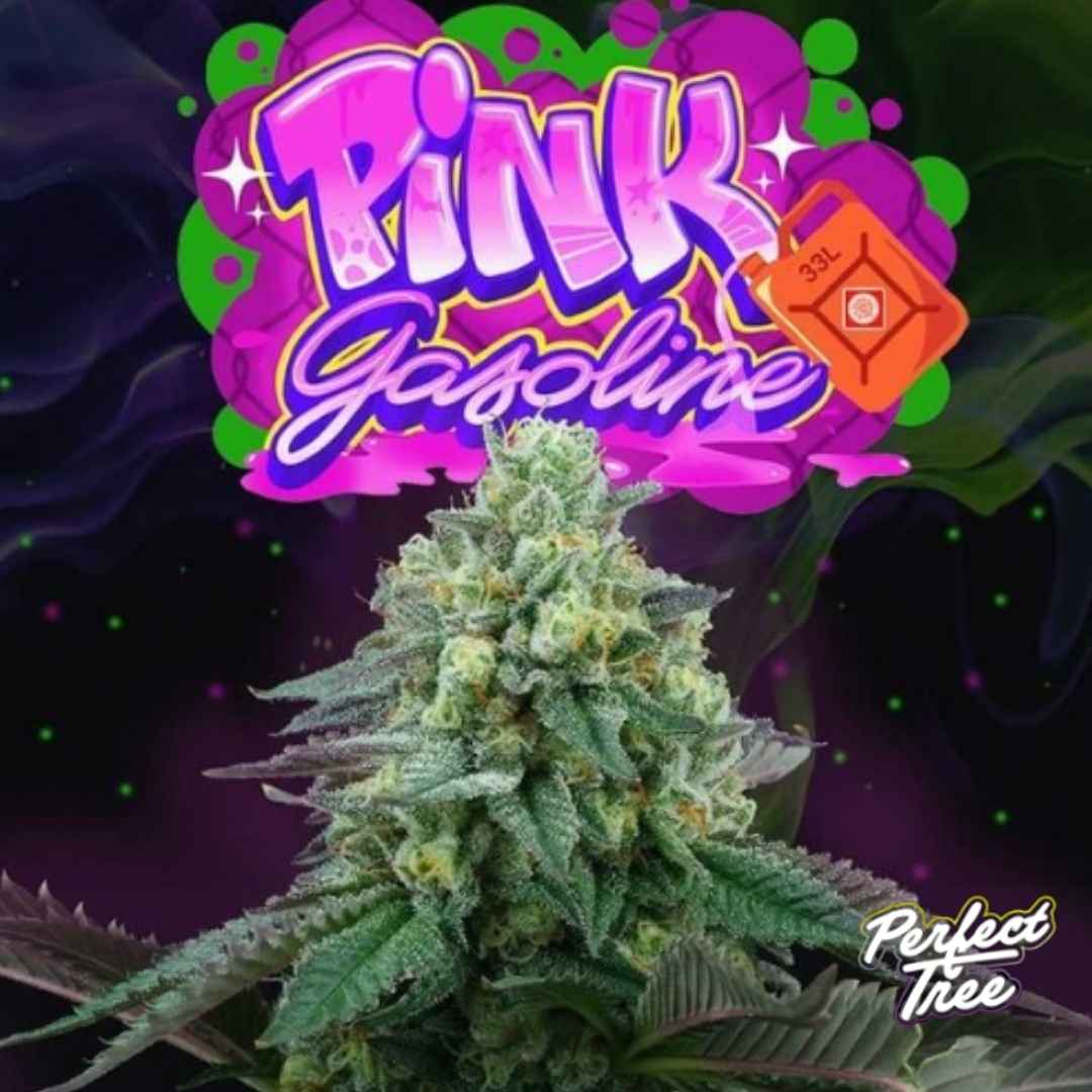 Pink Gasoline Cannabisblüte mit dichten, harzigen Buds und sichtbaren Trichomen