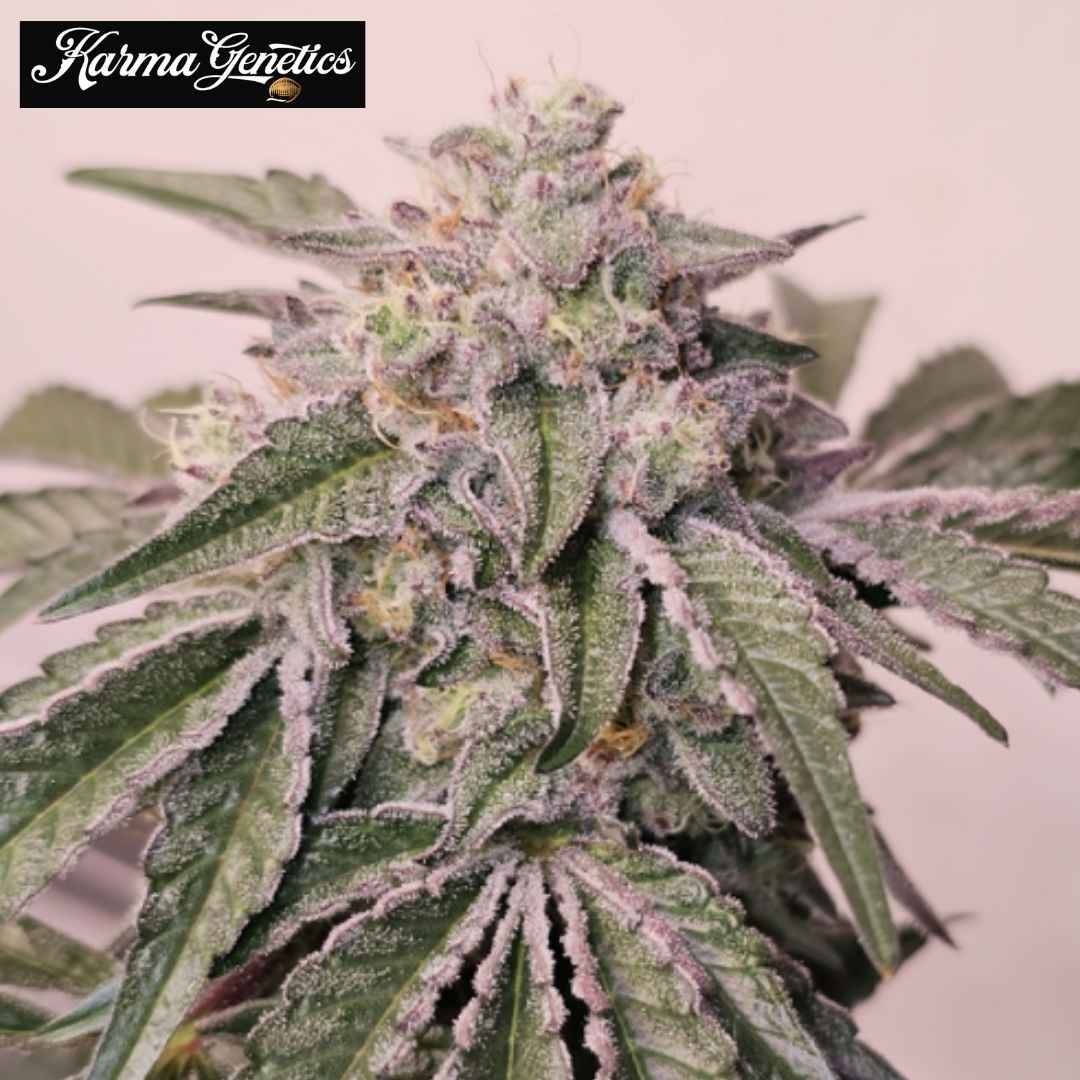 Pink Pie Cannabisblüte mit dichten Trichomen, violetten Akzenten und gezackten grünen Blättern