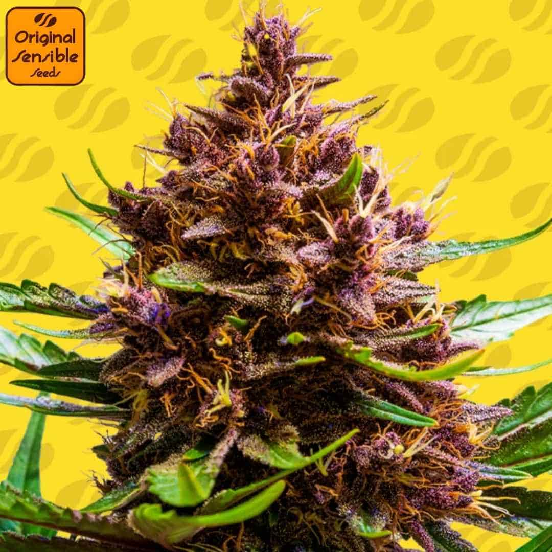 Reife, harzige Cannabisblüte von Auto Lemon Oasis mit dichten Buds, vielen Trichomen und sichtbaren Pistillen