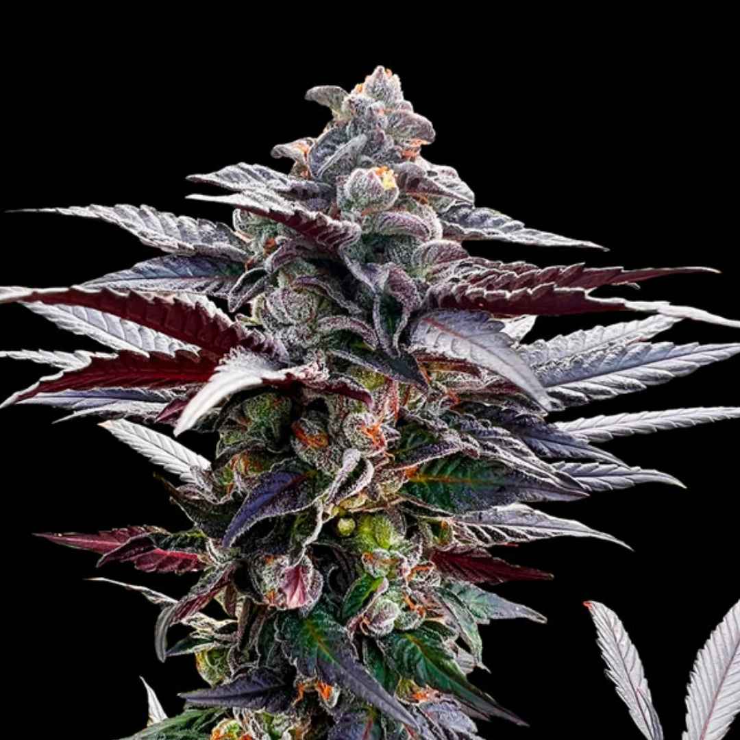 Pink Sunset Cannabisblüte mit dichten, violett-grünen Blättern und funkelnden Harzkristallen