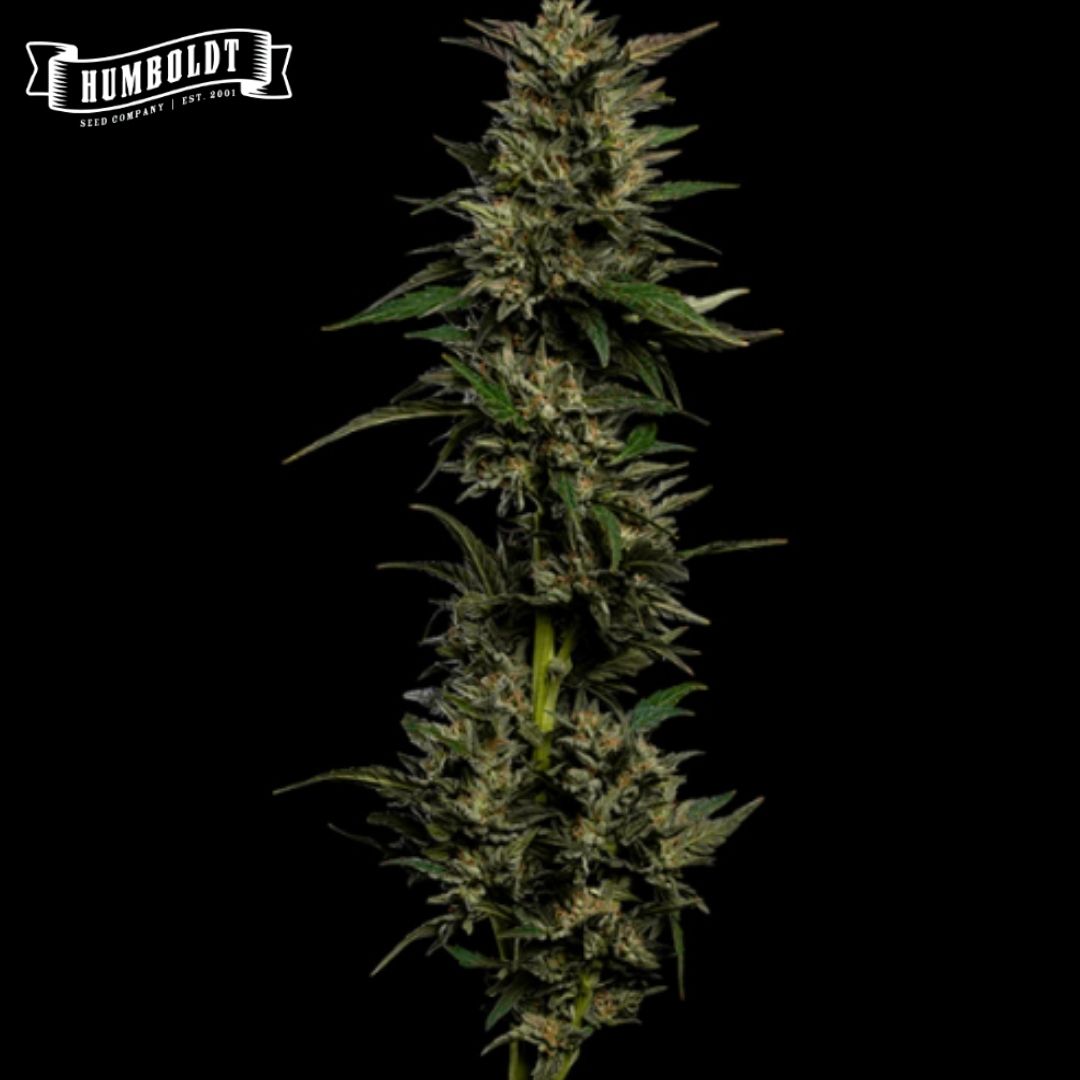 Pistachio Cannabisblüte mit dichten, harzigen Kelchen und schmalen grünen Zuckerblättern